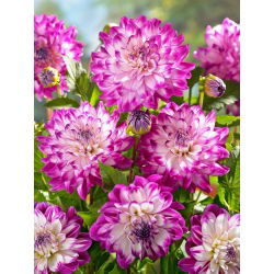 Dahlia - Who Dun It