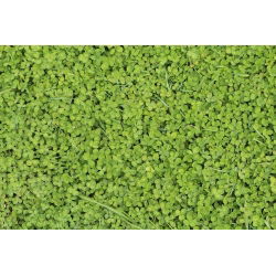 Baltasis dobilas 'Euromic' - 500 g sėklų (Trifolium repens)