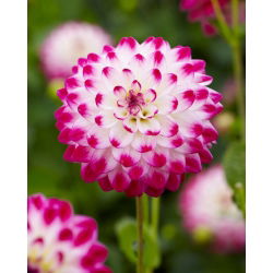 Dahlia - Uncle Hankey - Large Pack! - 10 pcs