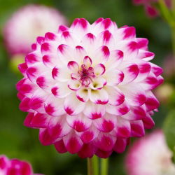 Dahlia - Uncle Hankey - Large Pack! - 10 pcs