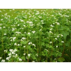 Navadna ajda 'Korona' - 1 kg semena (Fagopyrum esculentum Moench)