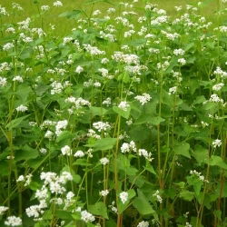 Grano saraceno 'Korona' - 1kg semi (Fagopyrum esculentum Moench)
