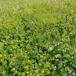 Mezcla de semillas para cultivo de cobertura 'MP-8' para cultivos de raíz y tubérculos - paquete de 10kg