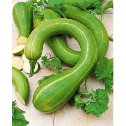Dovleac plăcintar - Tromboncino D'Albenga - Aromă italiană, pentru utilizări versatile - Semințe proaspete