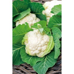 Conopidă - Igloo - Recoltă timpurie, ușor de cultivat - Semințe proaspete