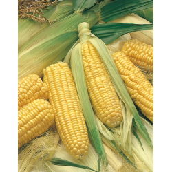 Tatlı mısır "Altın Cüce" - 120 tohum - Zea mays convar. saccharata var. Rugosa - tohumlar