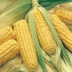 Tatlı mısır "Altın Cüce" - 120 tohum - Zea mays convar. saccharata var. Rugosa - tohumlar