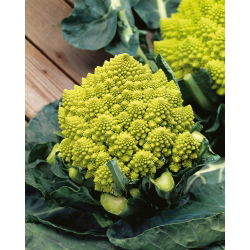 Conopidă - Romanesco Natalino - Capete verzi distincte pentru recoltă de toamnă - Semințe proaspete