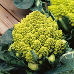 Conopidă - Romanesco Natalino - Capete verzi distincte pentru recoltă de toamnă - Semințe proaspete