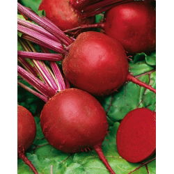 Beterraba 'Okragly Ciemnoczerwony' - 500g sementes (Beta vulgaris)
