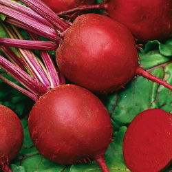 Pancar "Koyu Kırmızı Top" - 100 gr tohum - 5000 tohum - Beta vulgaris L. - tohumlar