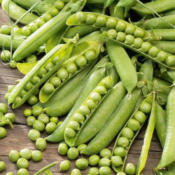 Pisello a grano rugoso - Meraviglia di Kelvedon - 500 g - Varietà precoce e compatta - Semi Freschi