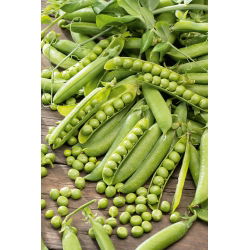 Pisello a grano rugoso - Meraviglia di Kelvedon - 500 g - Varietà precoce e compatta - Semi Freschi