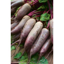 Punapeet 'Kier' - 500 g seemned (Beta vulgaris)