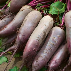 Punapeet 'Kier' - 500 g seemned (Beta vulgaris)