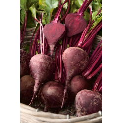 Punapeet 'Okragly Ciemnoczerwony' - 500 g seemned (Beta vulgaris)