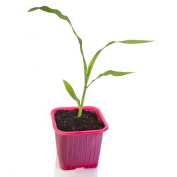 Roza vrtna vrta 8 x 8 cm - 20 kosov - 