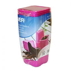 Roza vrtna vrta 8 x 8 cm - 20 kosov - 