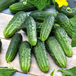 Cucumber - Śremski F1 - 5 g - Early Harvest, Perfect for Pickling - Fresh Seeds