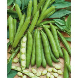 Пасуљ "Хангдовн Вхите" - 500 г семена - Vicia faba L.