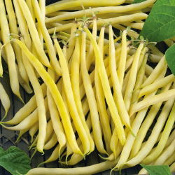 Đậu lùn Pháp "Golden Teepee" - trung bình sớm - 120 hạt - Phaseolus vulgaris L.