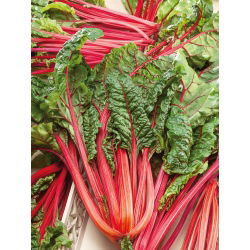 Kırmızı pazı "Ravent" - 225 tohum - Beta vulgaris var. cicla.  - tohumlar