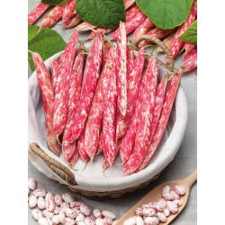 Hạt lùn đậu Borlotto - Phaseolus Vulgaris - 30 hạt - Phaseolus vulgaris L.
