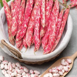 Hạt lùn đậu Borlotto - Phaseolus Vulgaris - 30 hạt - Phaseolus vulgaris L.