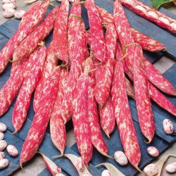 Đậu lùn "Borlotto rosso" - vỏ và hạt đầy màu sắc, cho hạt khô - 
