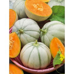 Pepene galben - Charentais - Cucumis melo - Foarte dulce, suculent, cu pulpă portocalie - Semințe proaspete