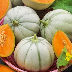 Pepene galben - Charentais - Cucumis melo - Foarte dulce, suculent, cu pulpă portocalie - Semințe proaspete