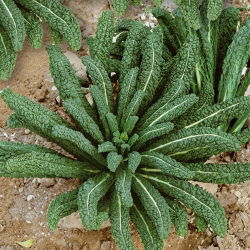 Kale "Tuscan Black" - giống Tuscan - 540 hạt - Brassica oleracea L. var. sabellica L.