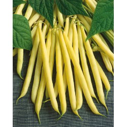 Đậu Pháp vàng "Maxidor" - nhiều loại ngon và không dây - 120 hạt - Phaseolus vulgaris L.