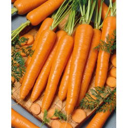 Морква "Succes" - пізній, зберігається сорт - 4250 насіння - Daucus carota ssp. sativus 