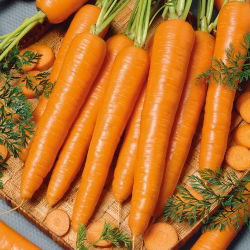 Морква "Succes" - пізній, зберігається сорт - 4250 насіння - Daucus carota ssp. sativus 