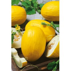 Pepene galben - Jaune Canari 2 - Cucumis melo - Soi dulce, aromat și timpuriu - Semințe proaspete