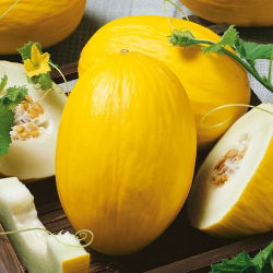 Pepene galben - Jaune Canari 2 - Cucumis melo - Soi dulce, aromat și timpuriu - Semințe proaspete