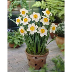 Daffodil - Flower Record - GIGA Pack! - 250 pcs