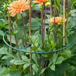 Anneaux de support pour plantes - ø30 - 40 cm - 3 pièces - 