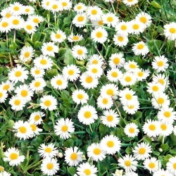 Kaunokainen - 10 g siemeniä (Bellis perennis)