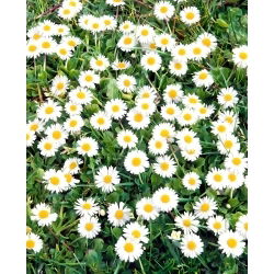 Kaunokainen - 10 g siemeniä (Bellis perennis)