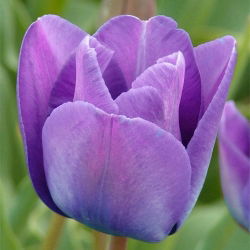 Tulipa Blue - paquete de 5 piezas