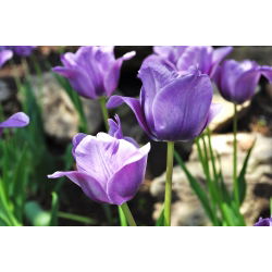 Tulipa Blue - paquete de 5 piezas