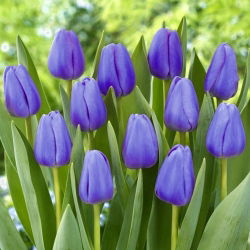 Tulipa Blue - paquete de 5 piezas