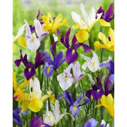 Hollandse Iris - 'Mix' - 10 st.