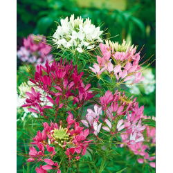 Spinnenblume - Mischung - Cleome hassleriana - Beeindruckende Höhe, wächst bis zu 1 Meter hoch - Samen