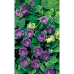 גביע סגול ותפוחי גפן גפנים - Cobaea scandens - 6 זרעים