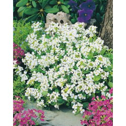 Alpine Rock-Cress - White - Arabis alpina - Dense White Carpets - Fresh Seeds