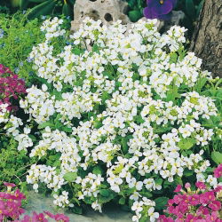 Alpine Rock-Cress - White - Arabis alpina - Dense White Carpets - Fresh Seeds