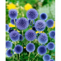Bělotrn modrý (Echinops ritro) "Echinops ritro" - modrá